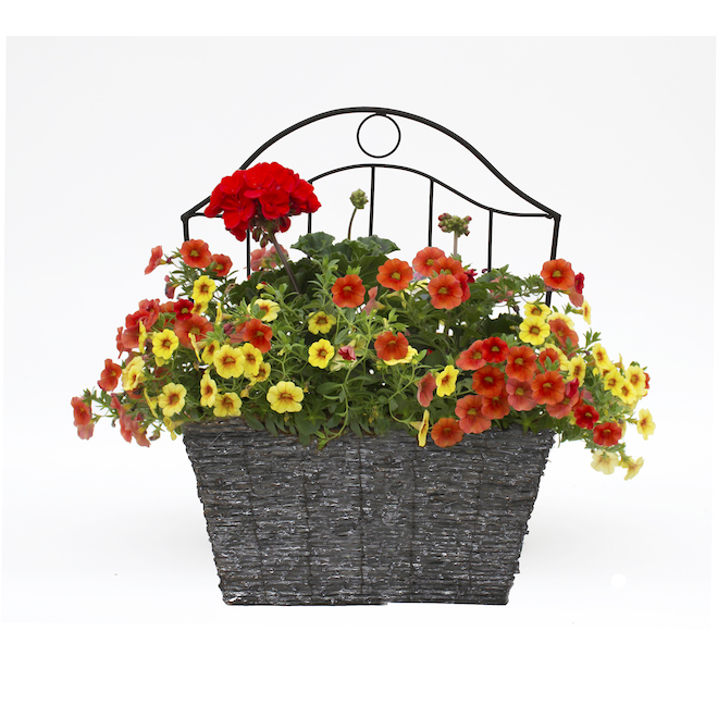 Fernlea Flowers Annuals in 15-in Wall Planter