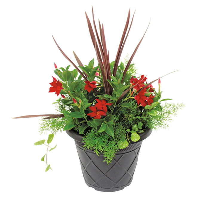 Fernlea Flowers Patio Planter - Rio - 13-in Various Colours