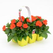 SunPatiens Impatiens - Pack of 6 Assorted Colours