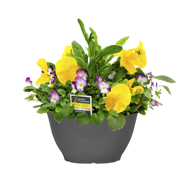 Fernlea Flowers Annual Spring Flower Planter - 10-in