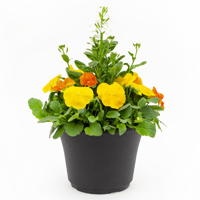 Fernlea Flowers Annual Spring Flower Planter - 10-in