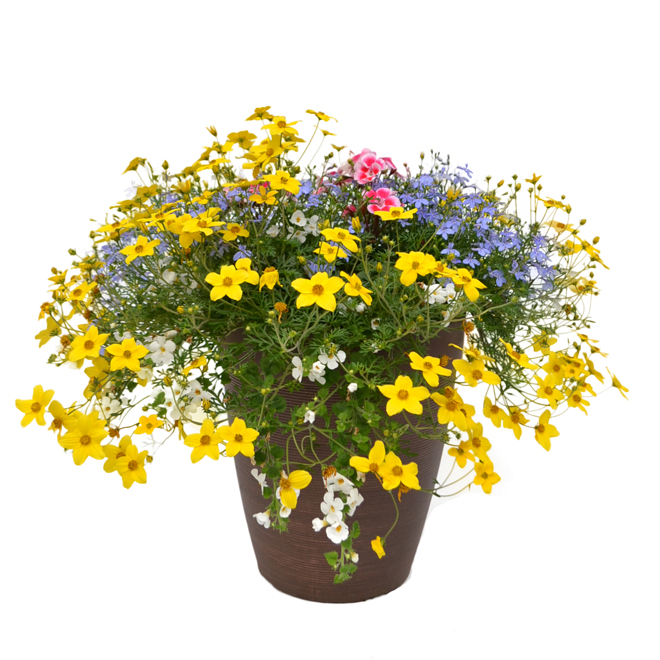 Spring Planter - 12-in Pot - Assorted Colour