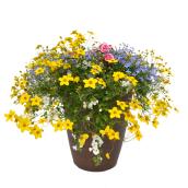 Spring Planter - 12-in Pot - Assorted Colour