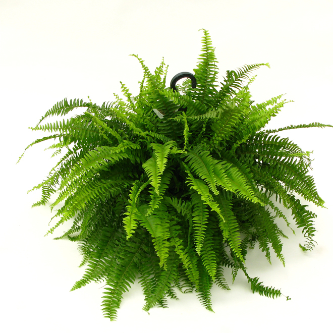 Boston Fern - 10'' Hanging Basket