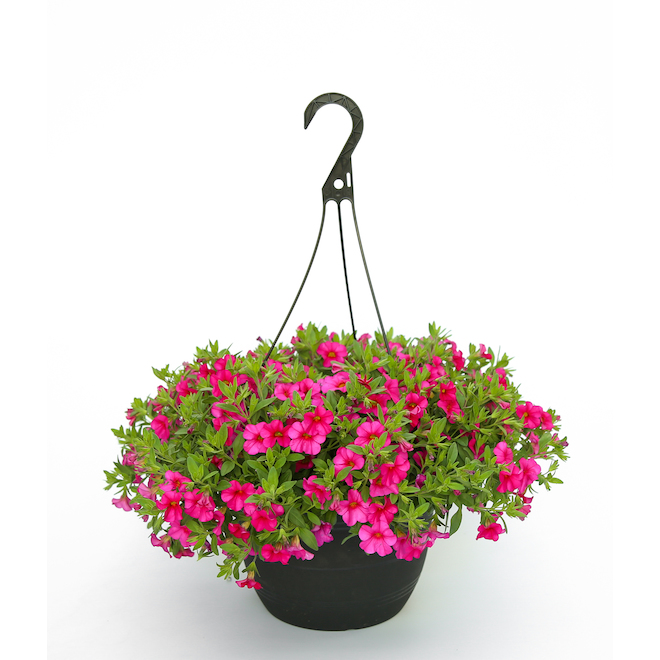 Spring Hanging Basket - 11-in - Assorted Colours