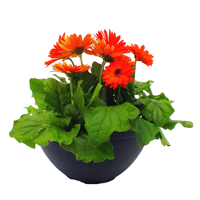 Sta-Green 12-in Tabletop Planter - Black