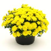 Fall Mums in 8-in Pot - Assorted Colours