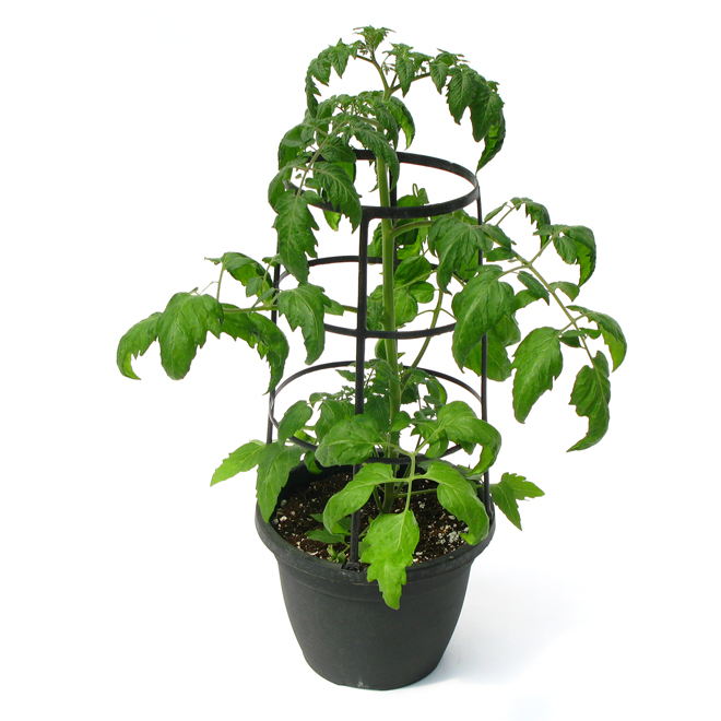 Cherry Tomato Plant - 2 Colours - 25-cm Hanging Basket