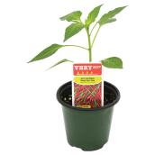 Assorted Hot Pepper Plant - 4-in Pot