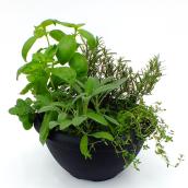 Jardinière de fines herbes assorties Fernlea Flowers, 10 po