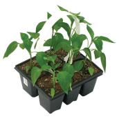 Vegetable Plants - 6/Pack Assorted Colours