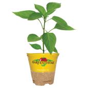 Assorted Vegetable Plant, 4-in