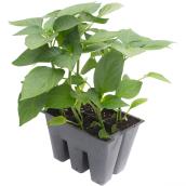 Ensemble de 6 plants de légumes assortis