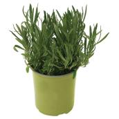 Assorted Herbs and Vegetables - 1-gallon Pot