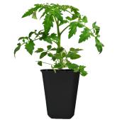 Plante de légumes et fines herbes assortie, 1 gallon