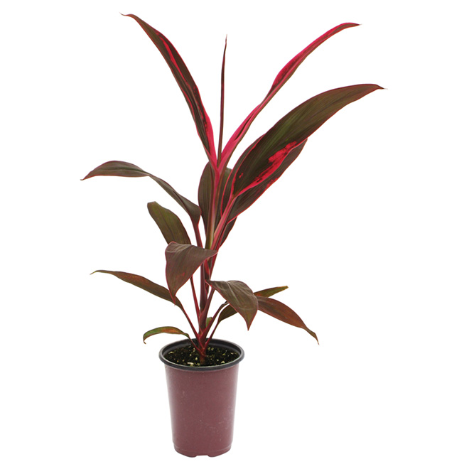 Plante tropicale 1 l couleurs assorties