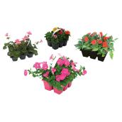 Premium Annuals - Pack of 6 - Assorted Colours