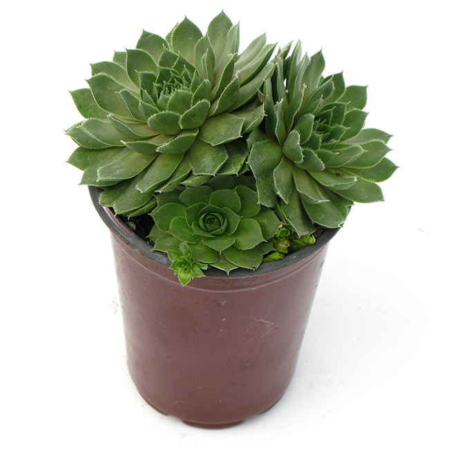 Fernlea Flowers Succulent 4-in Pot Assorted Colours