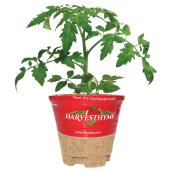 Tomato Plant - 4-in Pot Assorted Colour