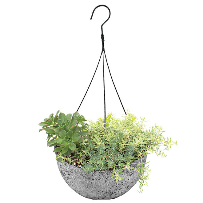 Devry Greenhouse Hanging Basket Of Succulents 10 In Assorted B10suc Rona 2509