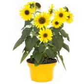 Sunflower in Pot - 8"