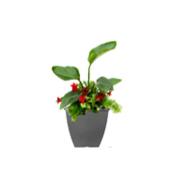 Annual Outdoor Planter - 5-Gallon Decorative Pot