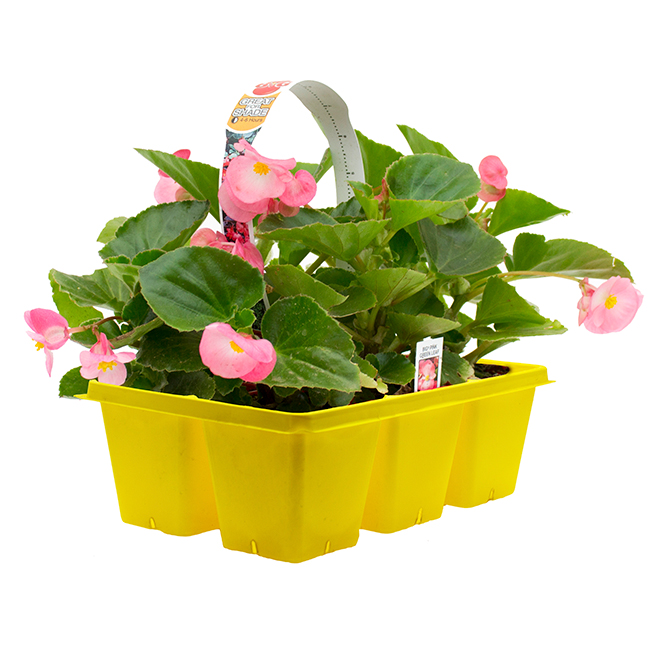 GARDEN TREASURES Garden Treasure - Premium Annual - 6/Pck 802924 | RONA