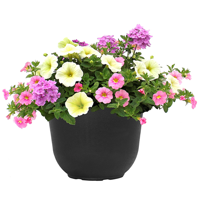 Jardiniere Fleurie Pot De 8 Po Couleur Assortie Rona