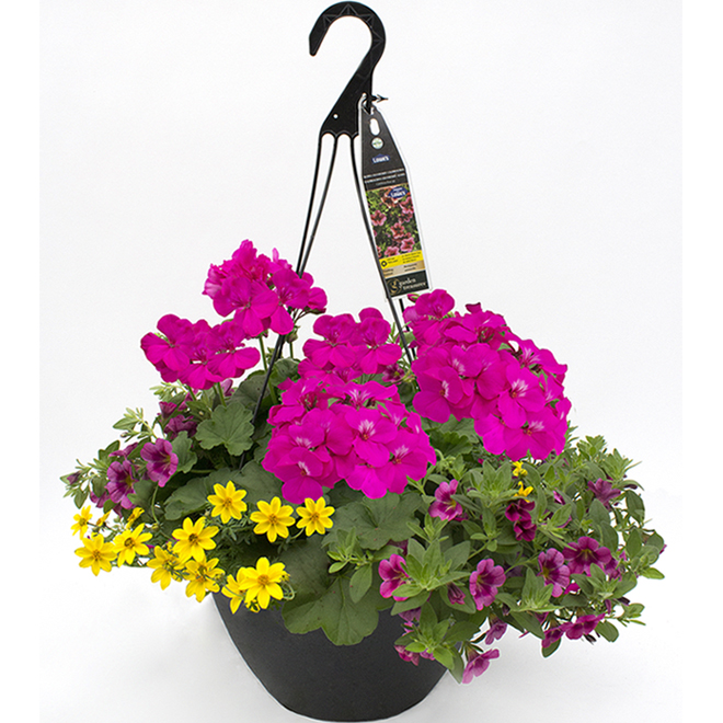 Hanging Basket - 13-in Assorted Colour