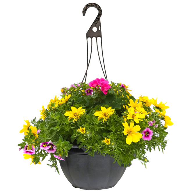 Hanging Basket - 13-in Assorted Colour