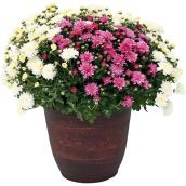 Chrysanthème d'automne tricolore de 12 po, couleurs assorties