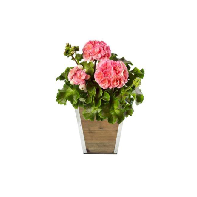 FERNLEA FLOWERS Wood Planter 8.5-in Assorted Colours 165005 | RONA