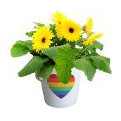 Fernlea Flowers Gerbera Daisy in Pride Themed Pot - 8-in