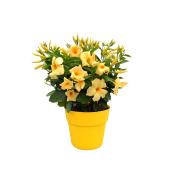 Fernlea Flowers Calypso Limone Tropical Planter - 8-in Pot