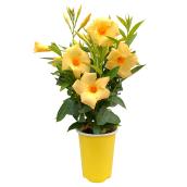 Fernlea Flowers Calypso Limone Tropical Planter - 1-L Pot