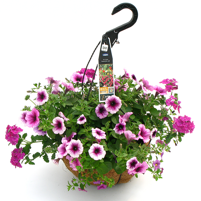 Jardinière suspendue deluxe Fernlea Flowers, fleurs annuelles assorties, 16 po