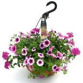 Fernlea Flowers Premium Hanging Planter - Assorted Annual Flowers - 16-in