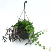 St-Green 11-in Green Foliage Hanging Basket