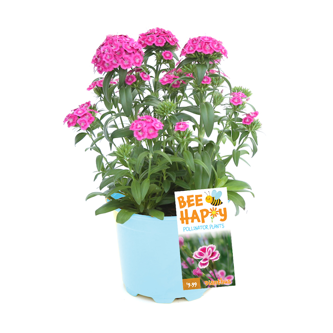 Annuelles assorties Bee Happy Fernlea Flowers en pot de 8 po