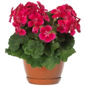Fernlea Flowers Mother's Day Geranium Planter in 5-in Clay Pot