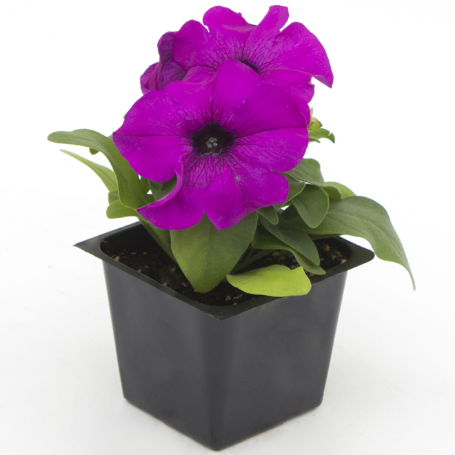 Fleurs annuelles assorties Fernlea Flowers, en pot de 3,5 po