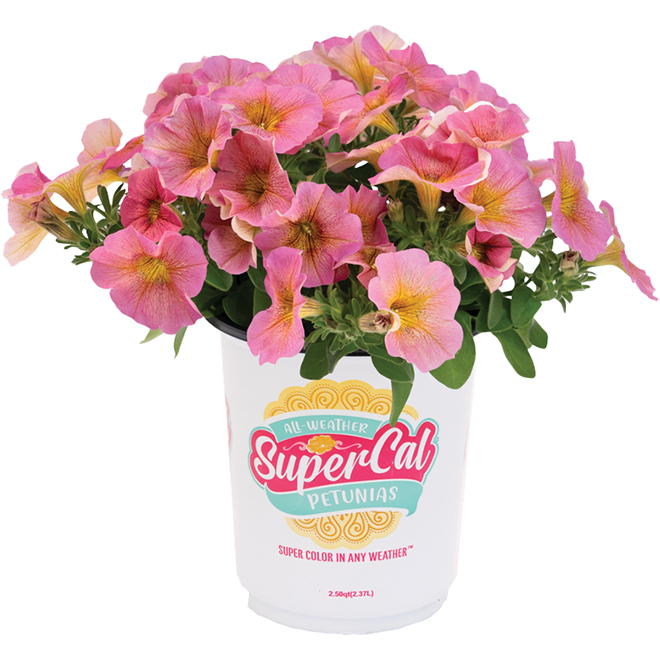 Supercal 1-qt Potted Petunia