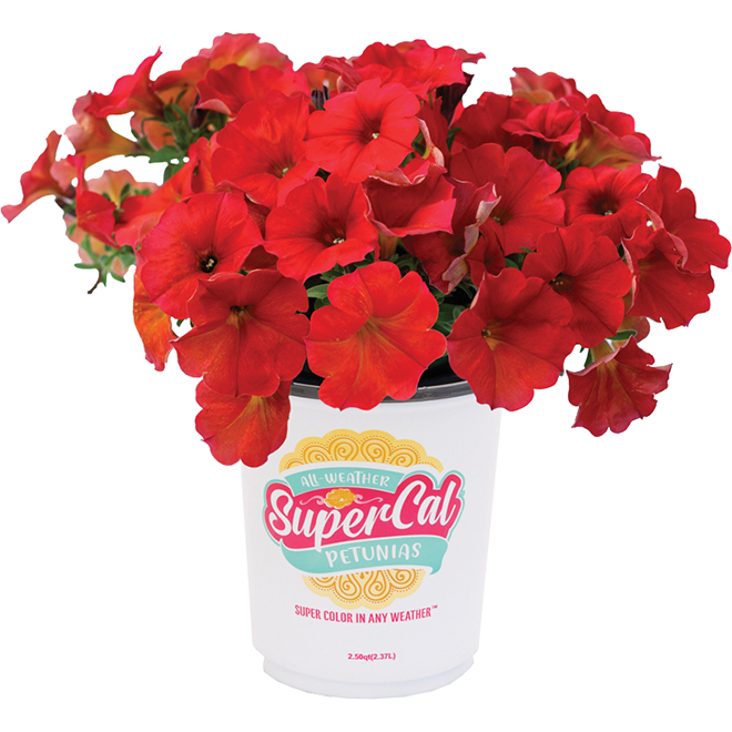 Supercal 1-qt Potted Petunia