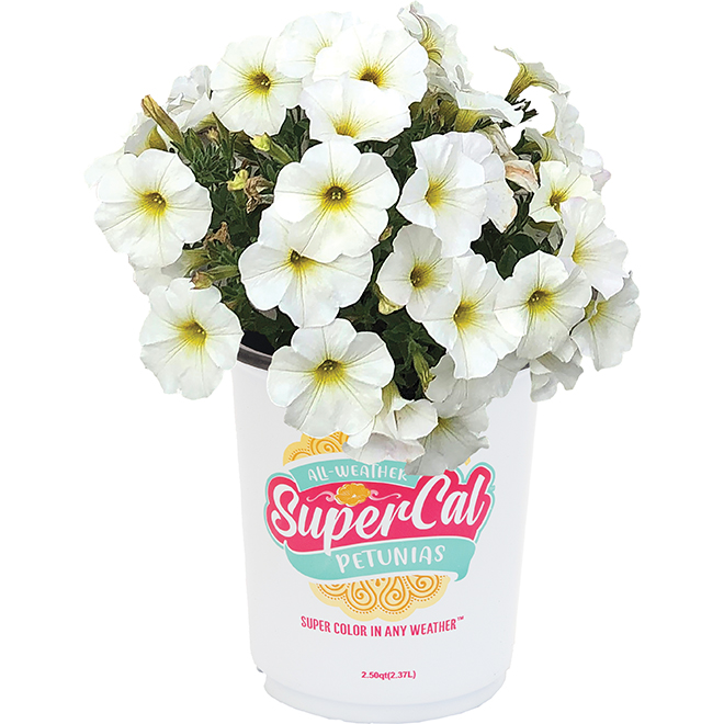 Supercal 1-qt Potted Petunia