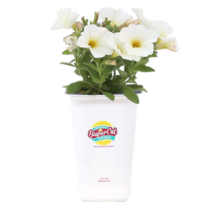 Supercal 1-qt Potted Petunia