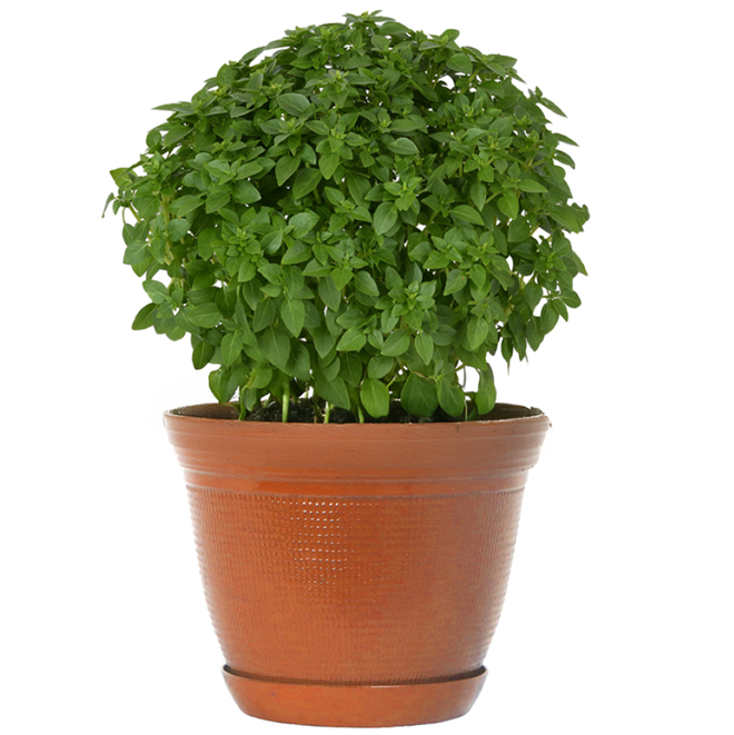 Fernlea Flowers Assorted Vegetable and Herb Plant in a 5-in Pot