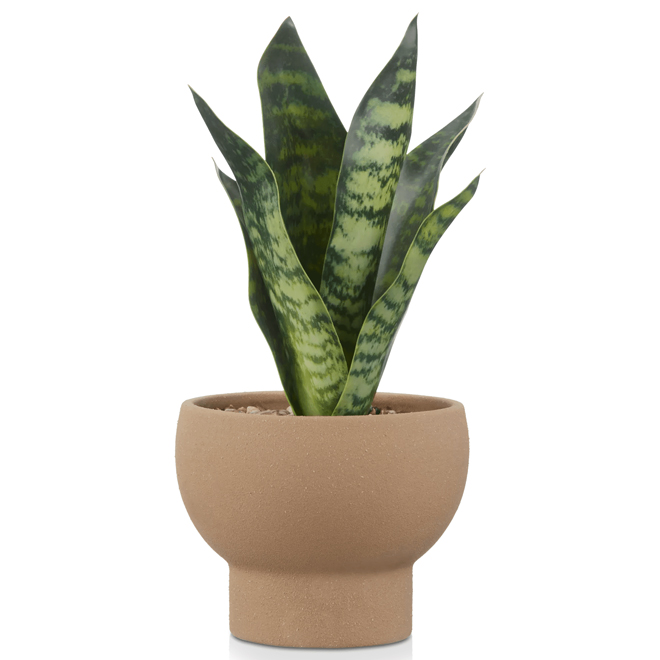 Plante artificielle en pot de céramique beige par Bouclair, 4,7 po