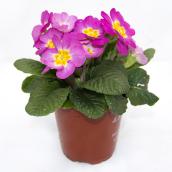 Primula en pot de 4.3 po, couleurs assorties