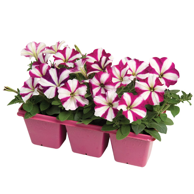 Assorted Wave Petunias - 6/Pack