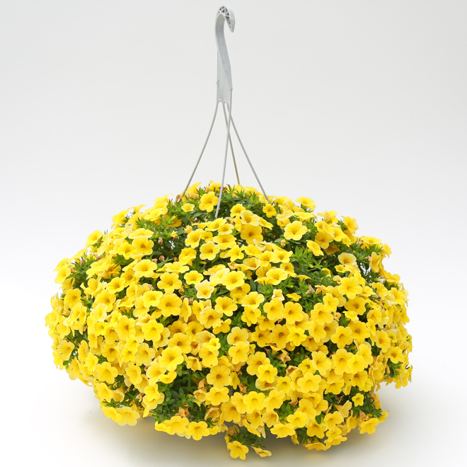 Hanging Basket 11PHB RONA